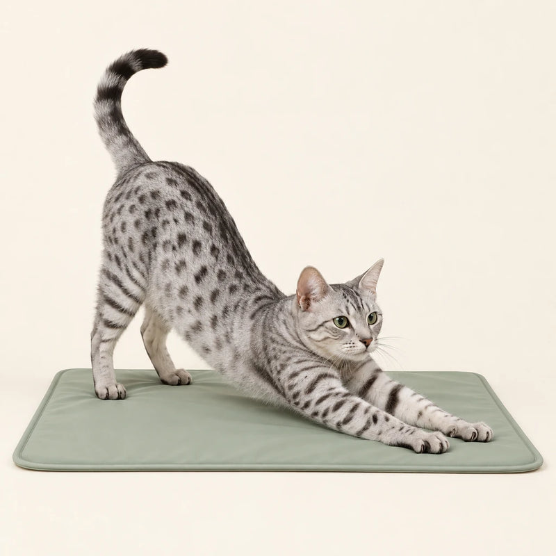 Egyptian Mau cat stretching on a sage cooling mat – Petifo