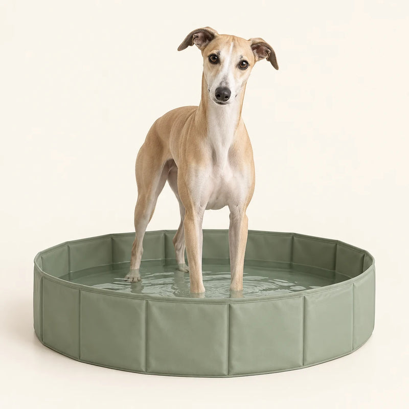 Whippet in a shallow sage dog pool – Petifo