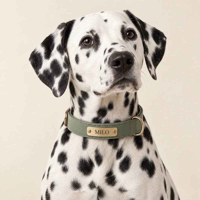 Dalmatian wearing a sage collar with an engraved MILO nameplate