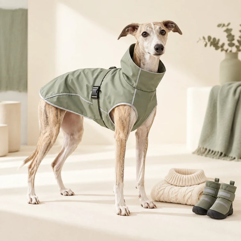 Whippet wearing a sage dog raincoat beside dog apparel