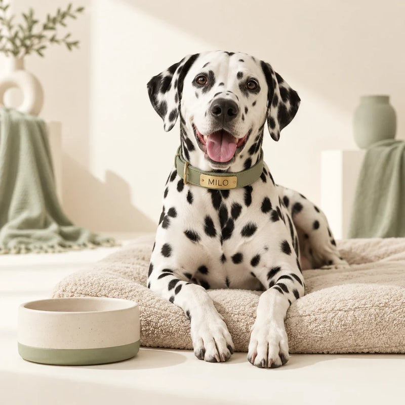 Dalmatian wearing a personalised MILO dog collar beside a feeding bowl