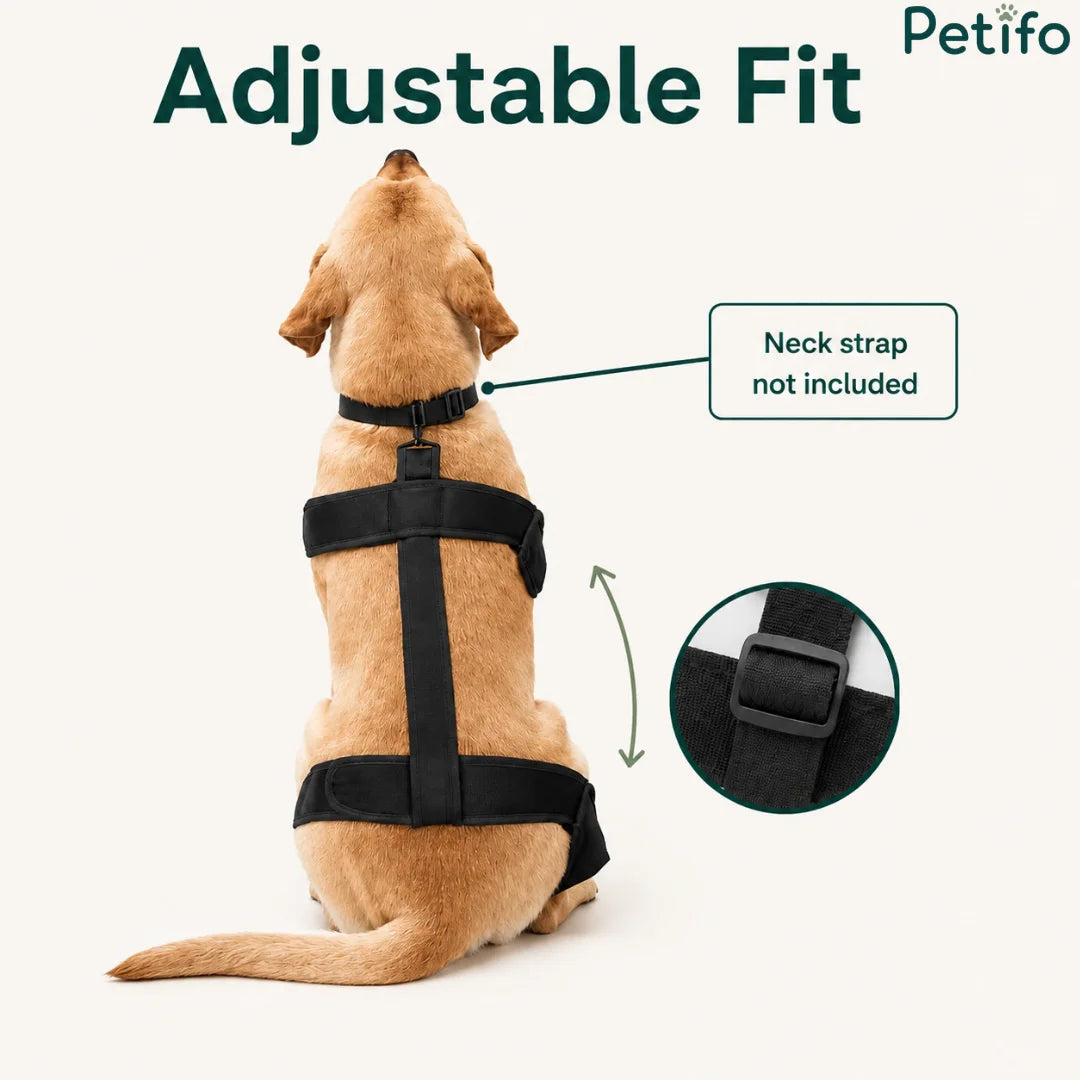 Rear-view product detail shot of a dog wearing the adjustable black winter harness with highlighted strap adjustment buckle.