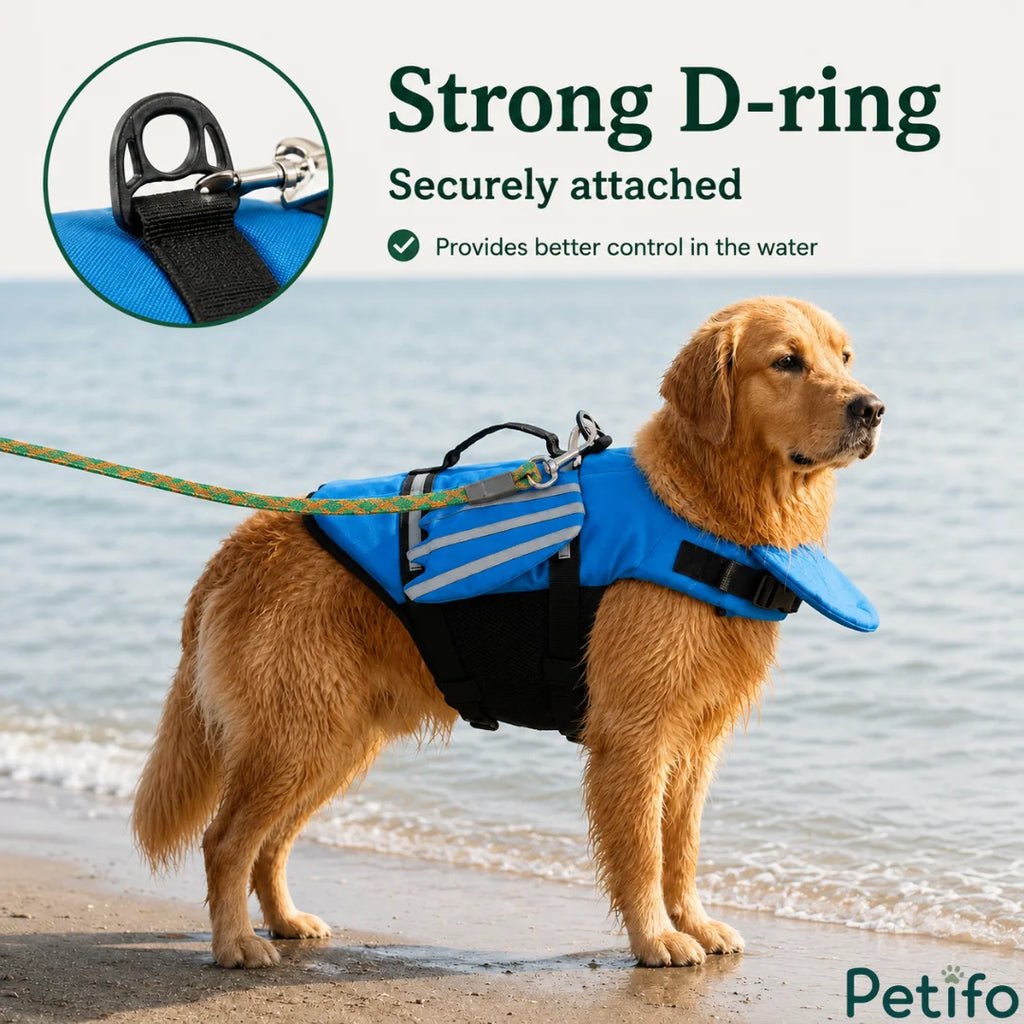 Golden Retriever standing on a beach wearing a blue life jacket with a close-up view of the securely attached D-ring.