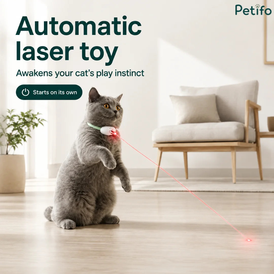 Grey cat standing on its hind legs in a living room, playing with the Petifo automatic laser toy collar that starts on its own.