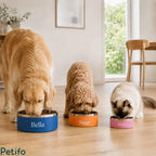 Golden retriever, poodle, and cat eating happily from color-coded customized pet bowls inside a bright, modern living room.