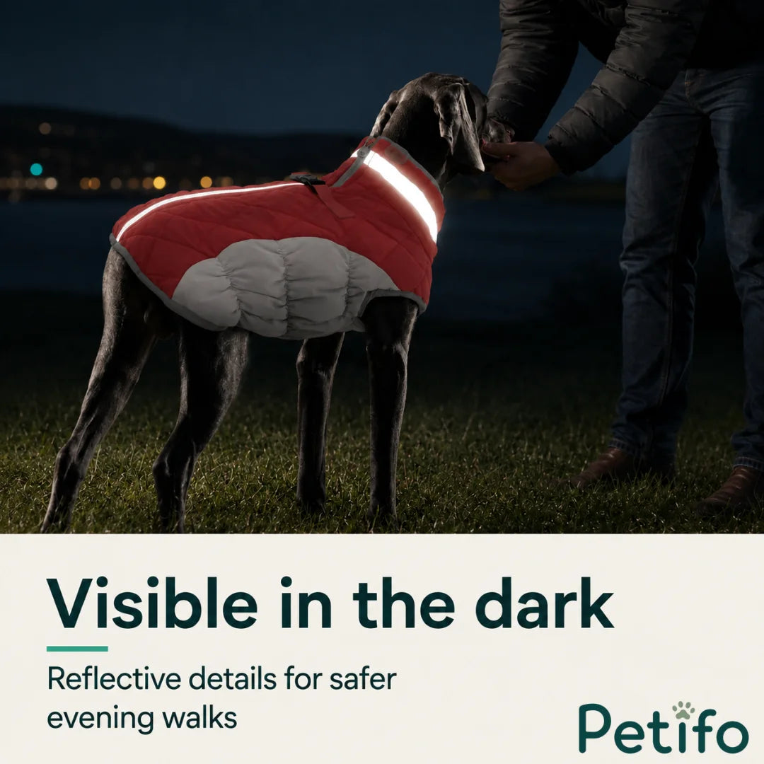 Dark outdoor scene showcasing a dog wearing a reflective winter coat with visible light-reflecting details for safety.