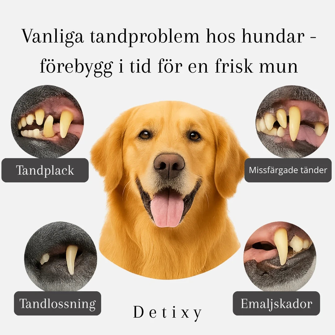 Detixy Ultrasonic Tooth Scaler Common dental problems in dogs -prevent them in time for a healthy mouth -Petifo