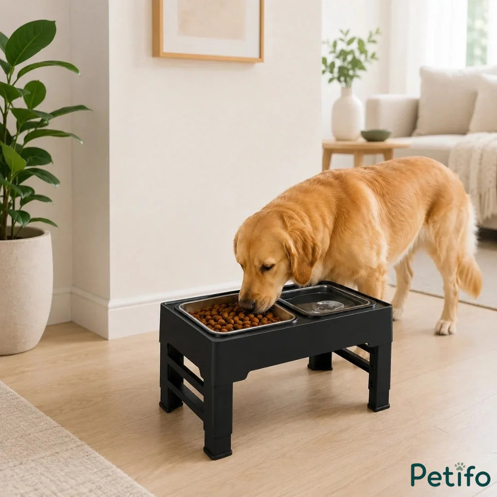 Golden Retriever dog eating food from the Petifo UpFeed Pro elevated feeding station placed inside a modern home living room.