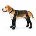 Beagle standing against a white background wearing black full-leg winter dog boots and a secured stabilizing body harness.