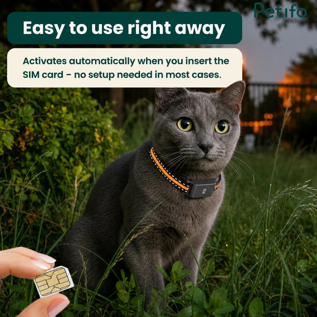 Hand holding a SIM card outdoors with a grey cat wearing a GPS collar sitting in the grass.