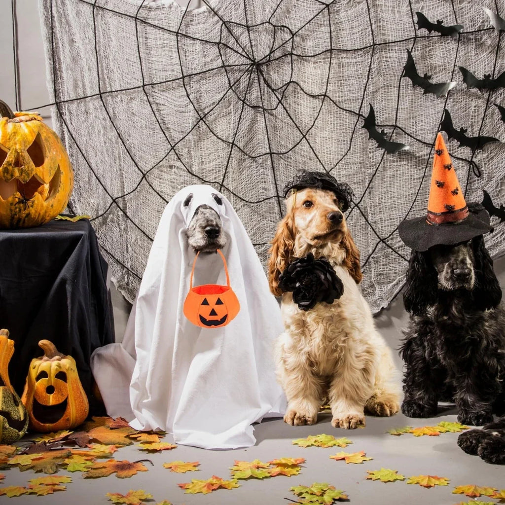 Halloween costume with pumpkin basket for dogs Practical and durable - Petifo