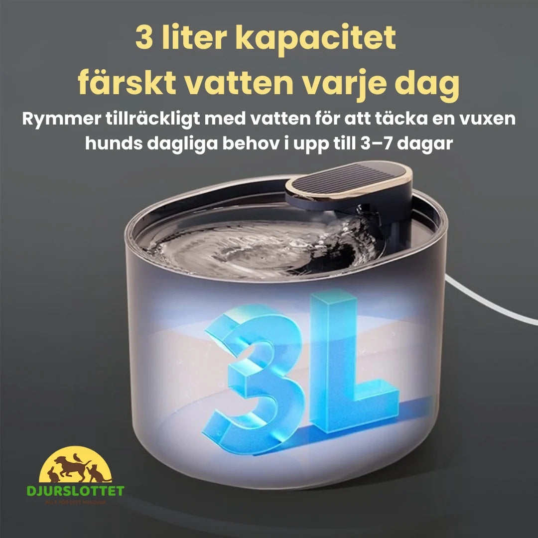 Dog Fountain fresh water every day - Petifo