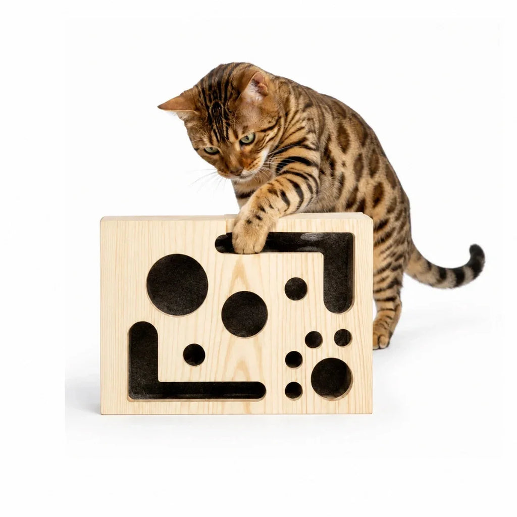 Bengal cat standing on a white background and reaching out to play with a wooden interactive cat puzzle box.