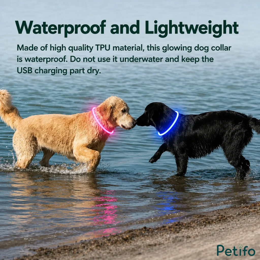 Golden Retriever and black dog wearing lightweight waterproof glowing collars while standing in shallow water.