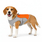 Beagle wearing an orange cooling vest in size medium.