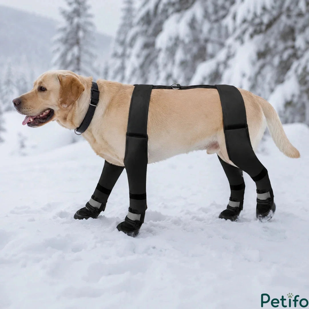 Golden retriever wearing protective black winter dog boots and an H-strap body harness while walking through a snowy forest.