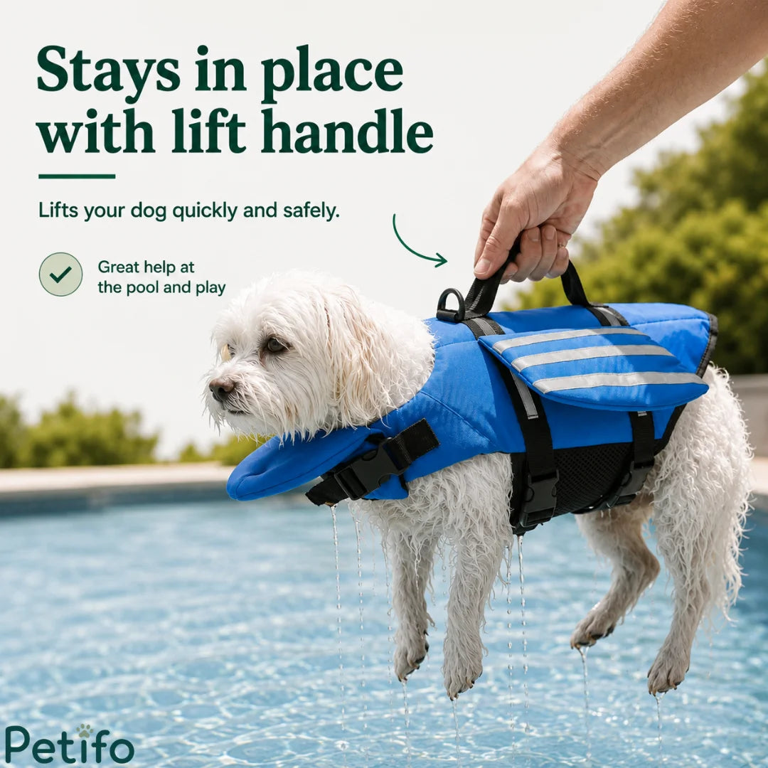 Person lifting a small white dog out of a swimming pool using the sturdy top handle of a blue life vest.