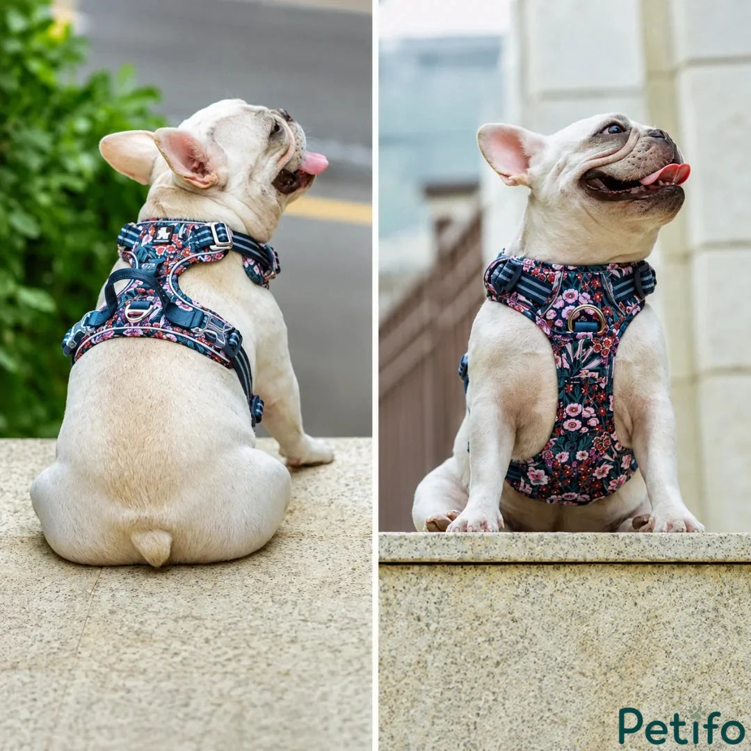 Cute French Bulldog sitting outdoors wearing a stylish floral print step-in dog harness.