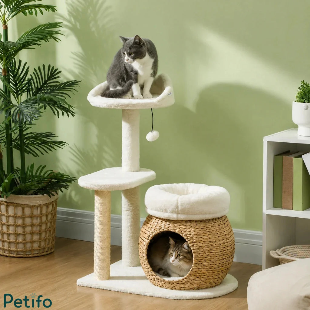 Two cats enjoying a stylish multi-level cat tree featuring a plush top perch and a woven rattan condo in a room with green walls.