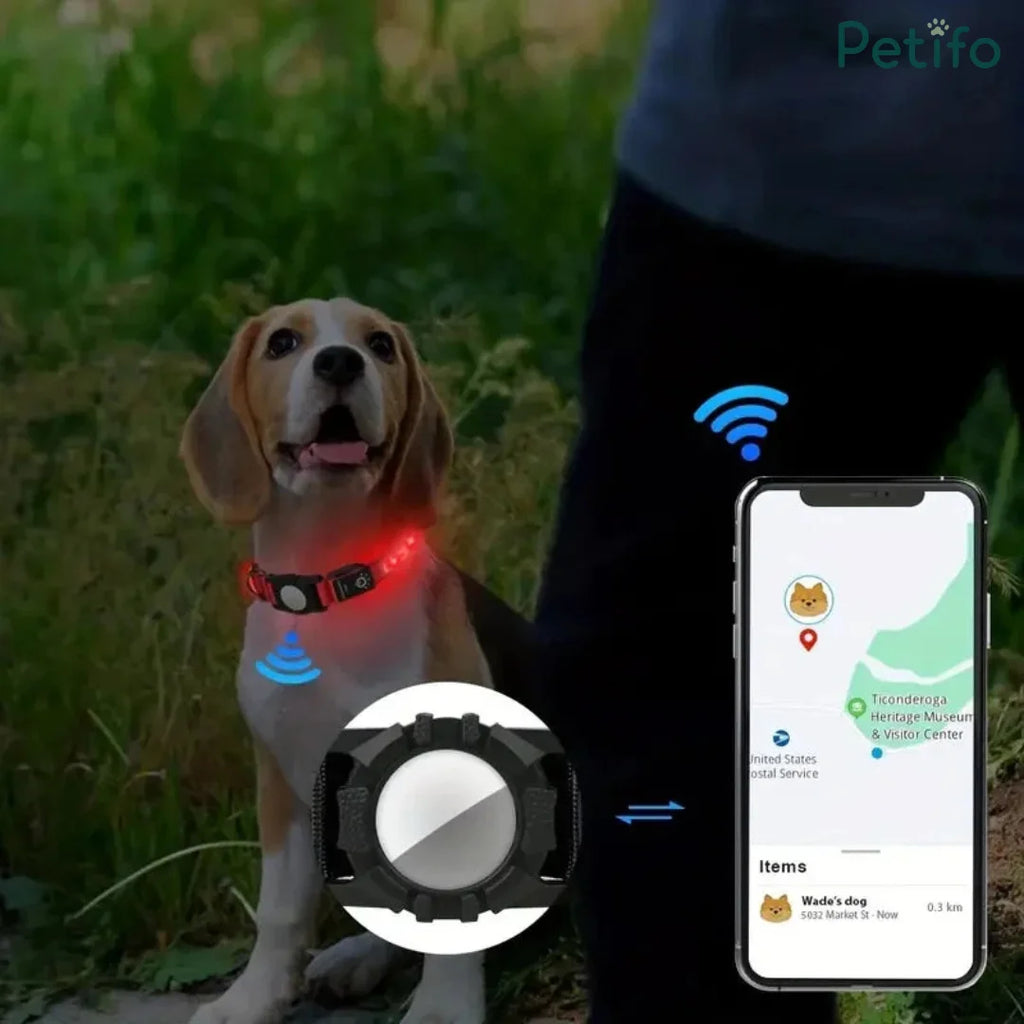 Cute beagle wearing an LED glowing collar next to a person with a smartphone displaying dog tracking software.
