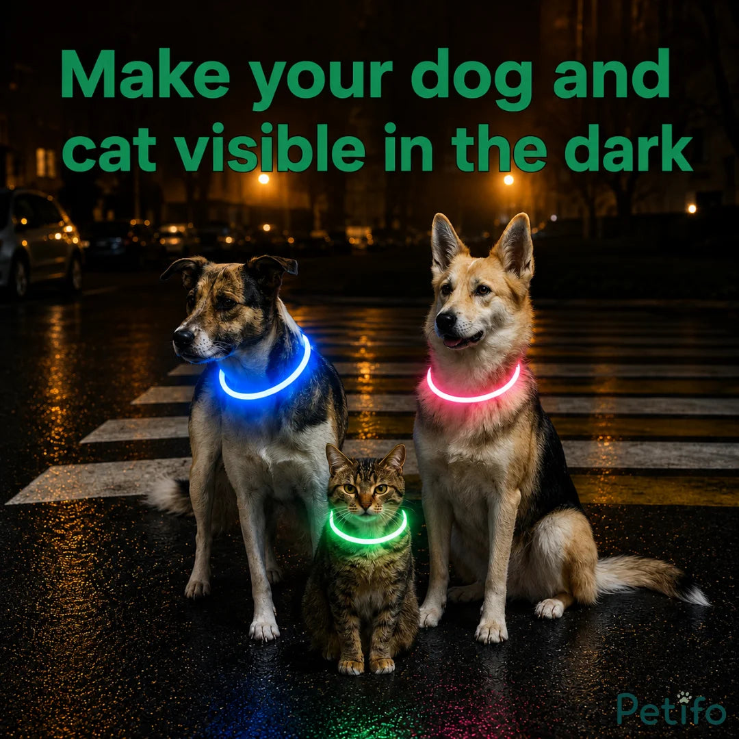 Dogs and a cat wearing bright LED glowing collars for night visibility on a wet street.