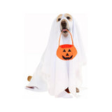 Halloweenkostume med græskarkurv til hunde