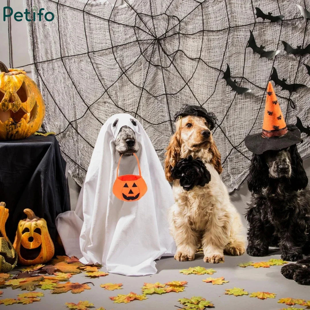 Three dogs dressed in Halloween costumes with a spooky backdrop of fake spider webs, carved pumpkins, and flying bats.