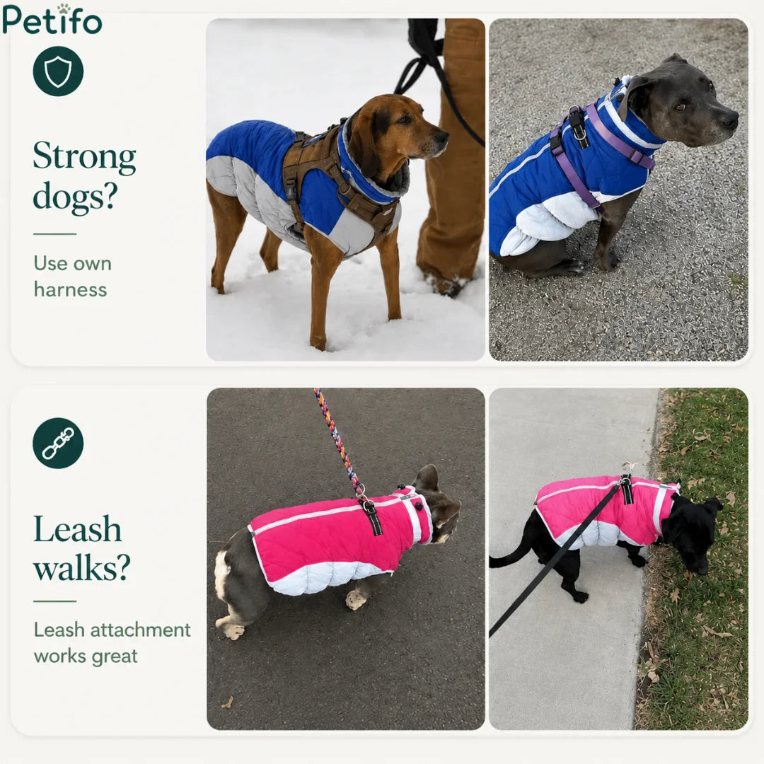 Instructional layout demonstrating how the winter jacket accommodates both custom harnesses for strong dogs and direct leash attachments.