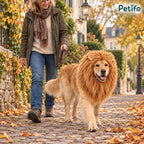 Golden Retriever wearing a lion mane dog costume on an autumn walk - Petifo
