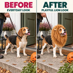 BEFORE and AFTER: everyday dog look compared with a playful lion look using the Lion Mane Dog Costume - Petifo