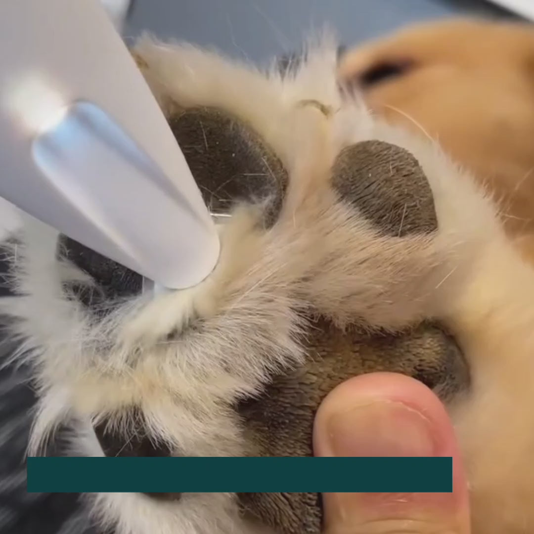 Trimming fur between a dog's paw pads with the Silvetti paw trimmer - Petifo